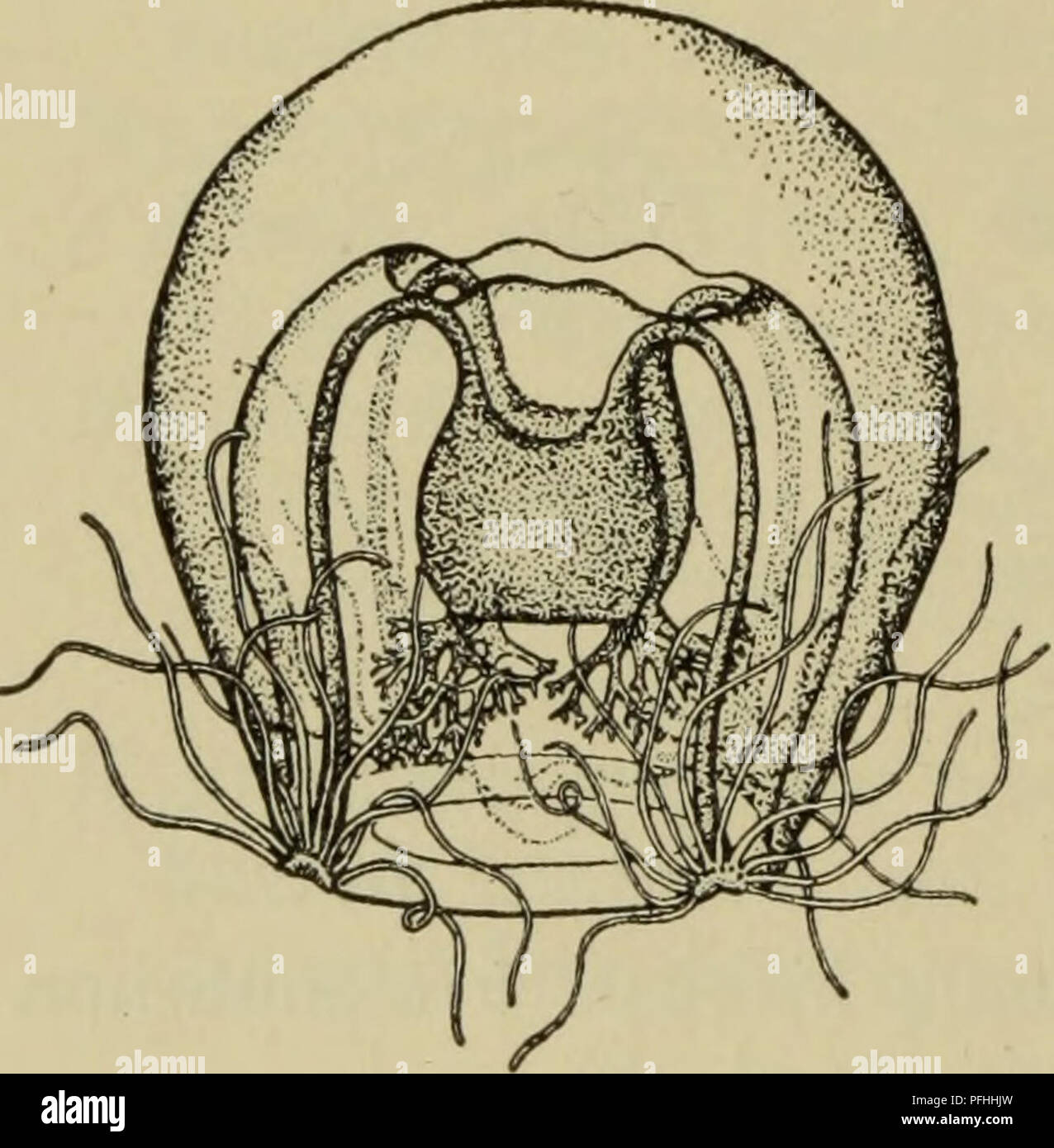 . Danmarks fauna; illustrerede haandbøger over den danske dyreverden... 46 temmelig brede. Randbulber halvmaaneformede, sædvan- lig med 11 — 15 (højst 22) Tentakler paa hver. Ocellerne er runde, sorte og større end hos de andre nordiske Ar- ter. Manubrium, Gonader og Randbulber kraftigt brune, ofte smukt kastaniebrune. Planulalarverne udvikler sig paa Manubriums Sider, som derfor hos modne Hunner har et stærkt grynet Udseende. Hos den nyklækkede Meduse er Mundarmene allerede 2 Gange gaffelgrenede, og hver Randbulbe har tre Ten- takler med tydelige Oceller.. Please note that these images are ex Stock Photo