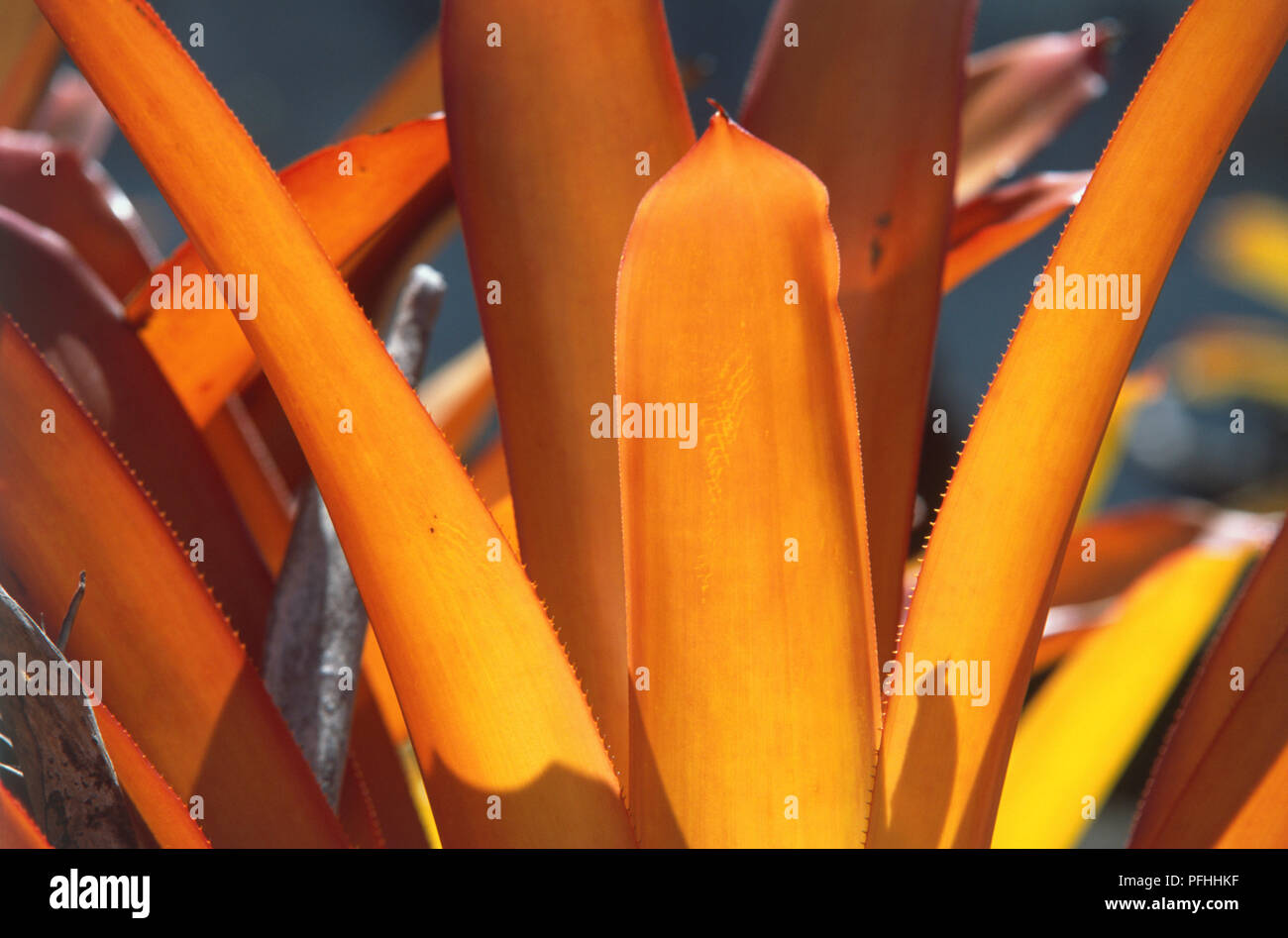 USA, Hawaii, Honolulu, Lili'uokalani Botanical Garden, exhibit in garden devoted to native Hawaiian plants, detail. Stock Photo