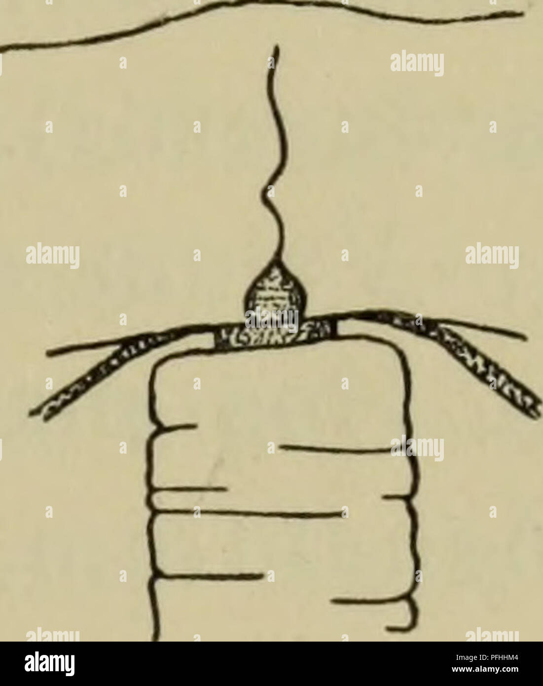 . Danmarks fauna; illustrerede haandbøger over den danske dyreverden... . 19 cyster (især hos Margeliderne). Maven er hyppigst flaskeformet, af meget forskellig Størrelse; i dens Sidevægge ligger Gonaderne (som hos enkelte For- mer kan strække sig et kort Stykke ud langs Radiærkanalerne). Gonaderne kan danne en sluttet Ring omkring Manubrium eller ved lodrette Stri- ber være delt i 4 interradiale eller 8 adradiale Dele (sjældnere er der 5 eller et andet Antal Gonader). Undertiden er Maven ikke fæstet direkte til Subumbrella, men til en fra dennes Midte udgaaende gelatinøs Udvæxt, der kaldes Ma Stock Photo