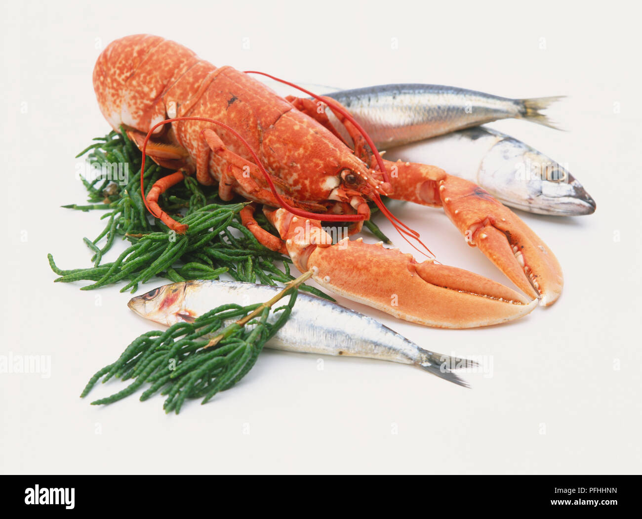Lobster fish hires stock photography and images Alamy