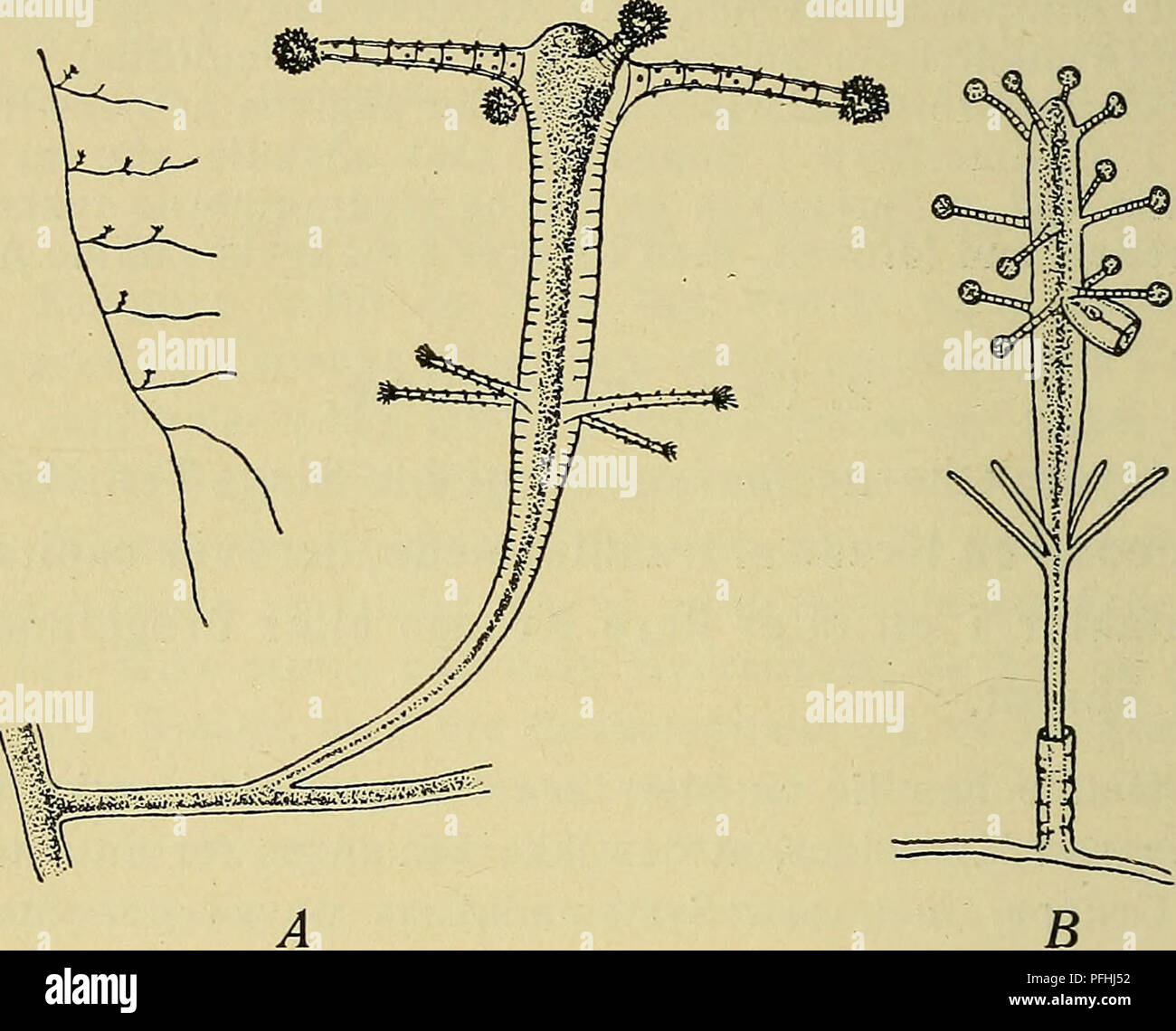 Organisms detailed body structure hi-res stock photography and images ...