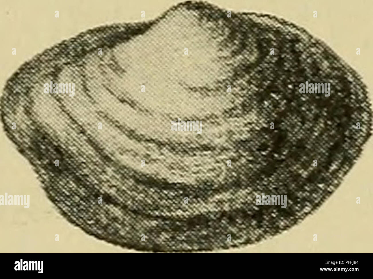 . Danmarks fauna; illustrerede haandbøger over den danske dyreverden... . 34 Den forekommer fossil i Vendsyssel i den intergla- ciale Turritella terebra-Zone. 3. Portlåndia frigida (Torell). Ret konvekse Skal- ler med smaa, næsten midtstillede Umboner. Ryg- randen skraaner til begge Sider, den ret buede Bugrand har en svag Indbugtning under Bag- enden. Skallerne tynde, graaligt gule eller grønne med stærkt iriserende Glans. Ca. 8—9 Tænder paa hver Side af Umbo. Længde ca. 5 mm. Fig 21. Portlåndia p. fngida vil kunne forveksles med frigida. Set fra h. „ ^ , X 4. (Efter Sars), foregaaende, med h Stock Photo