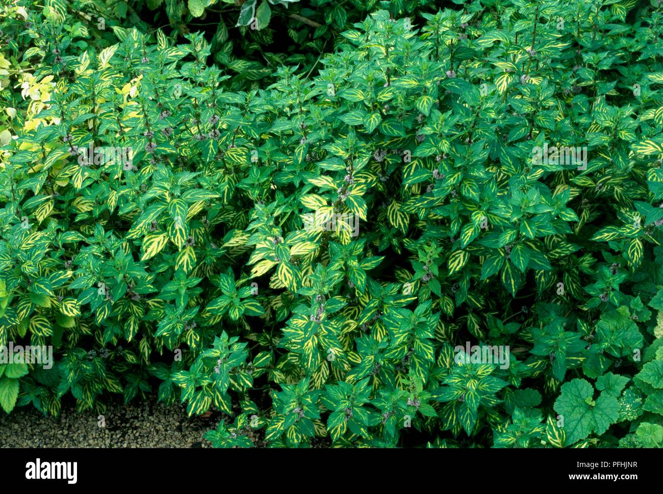 Mentha x gracilis 'Variegata' showing abundance of leaves Stock Photo