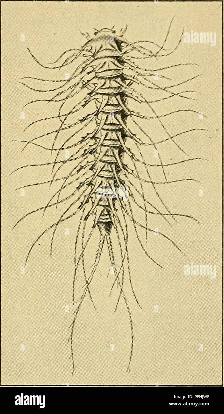 Thread Like Insect This illustration from the Danish fauna series focuses on the anatomy ...