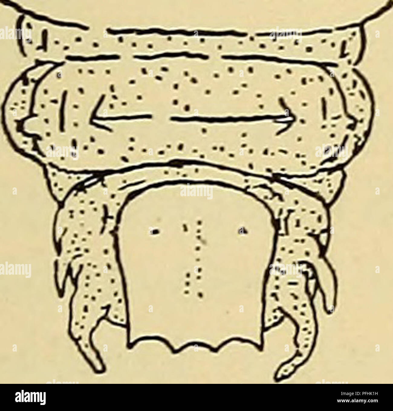 . Danmarks fauna; illustrerede haandbøger over den danske dyreverden... Fig. 15. Sphaeridium bipustulatus. &gt;c —. Please note that these images are extracted from scanned page images that may have been digitally enhanced for readability - coloration and appearance of these illustrations may not perfectly resemble the original work.. Dansk naturhistorisk forening. København, G. E. C. Gad Stock Photo