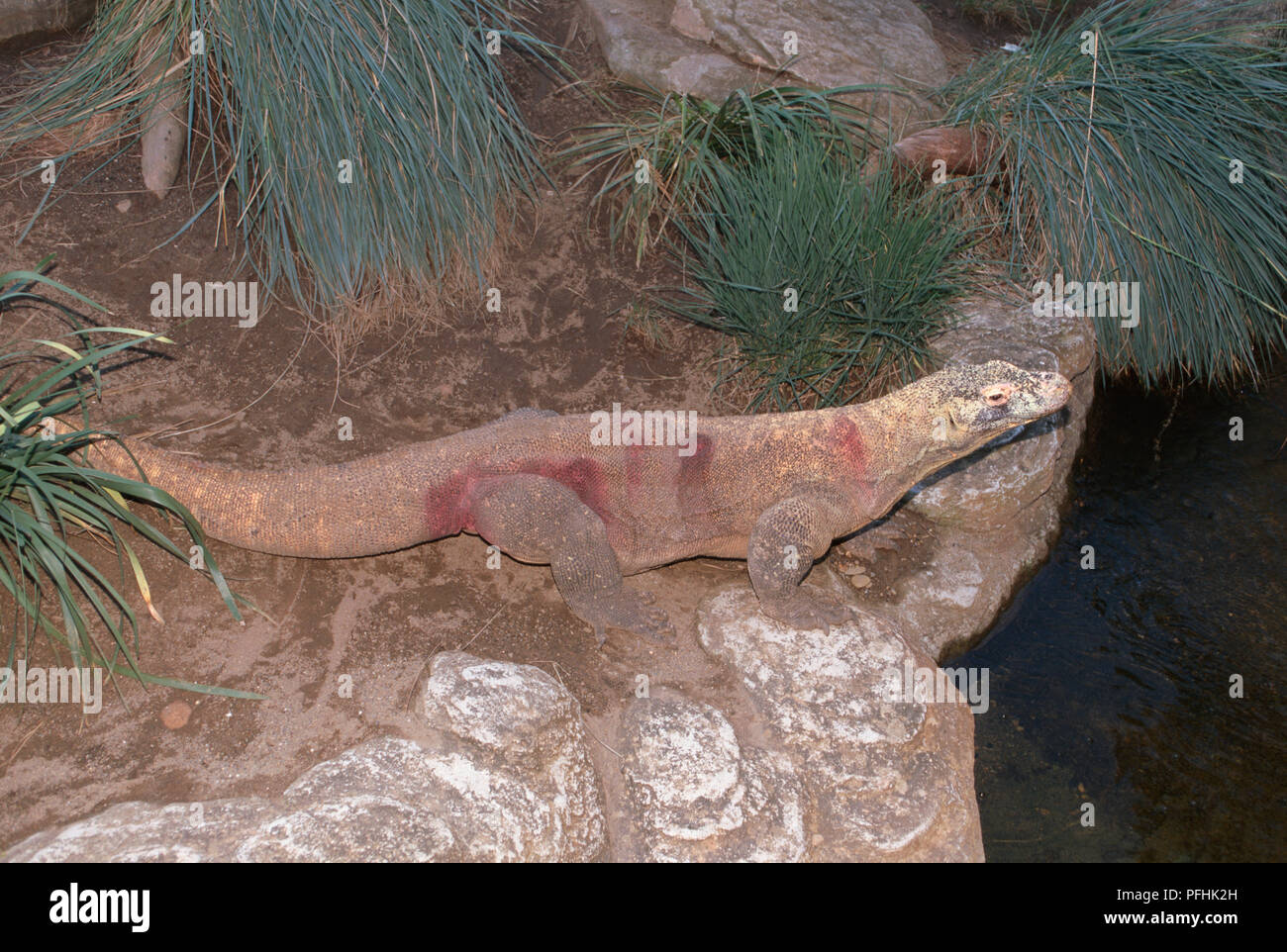 Komodo Dragon, Varanus komodoensi, standing on rock edge by water, side view. Stock Photo