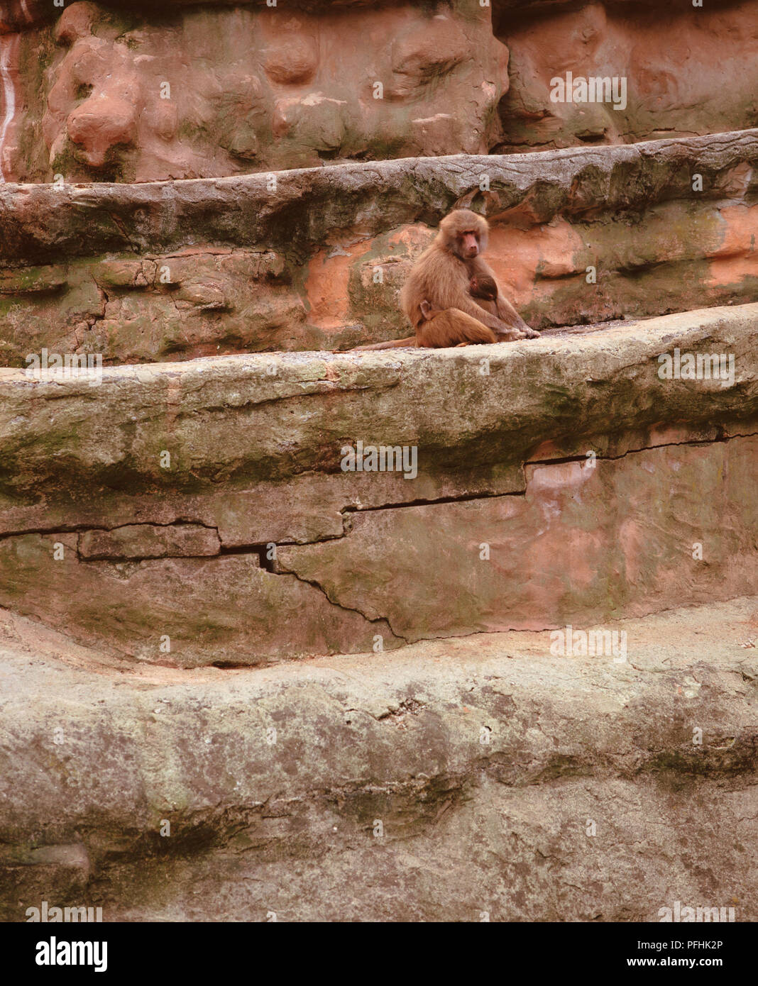Baboons, Unidentified Papio Species, sitting on rock wall, low angle view. Stock Photo