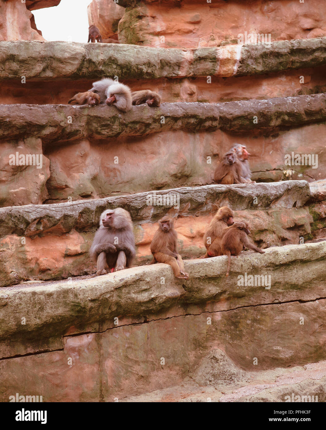 Baboons, Unidentified Papio Species, sitting and lying on rock wall, low angle view. Stock Photo