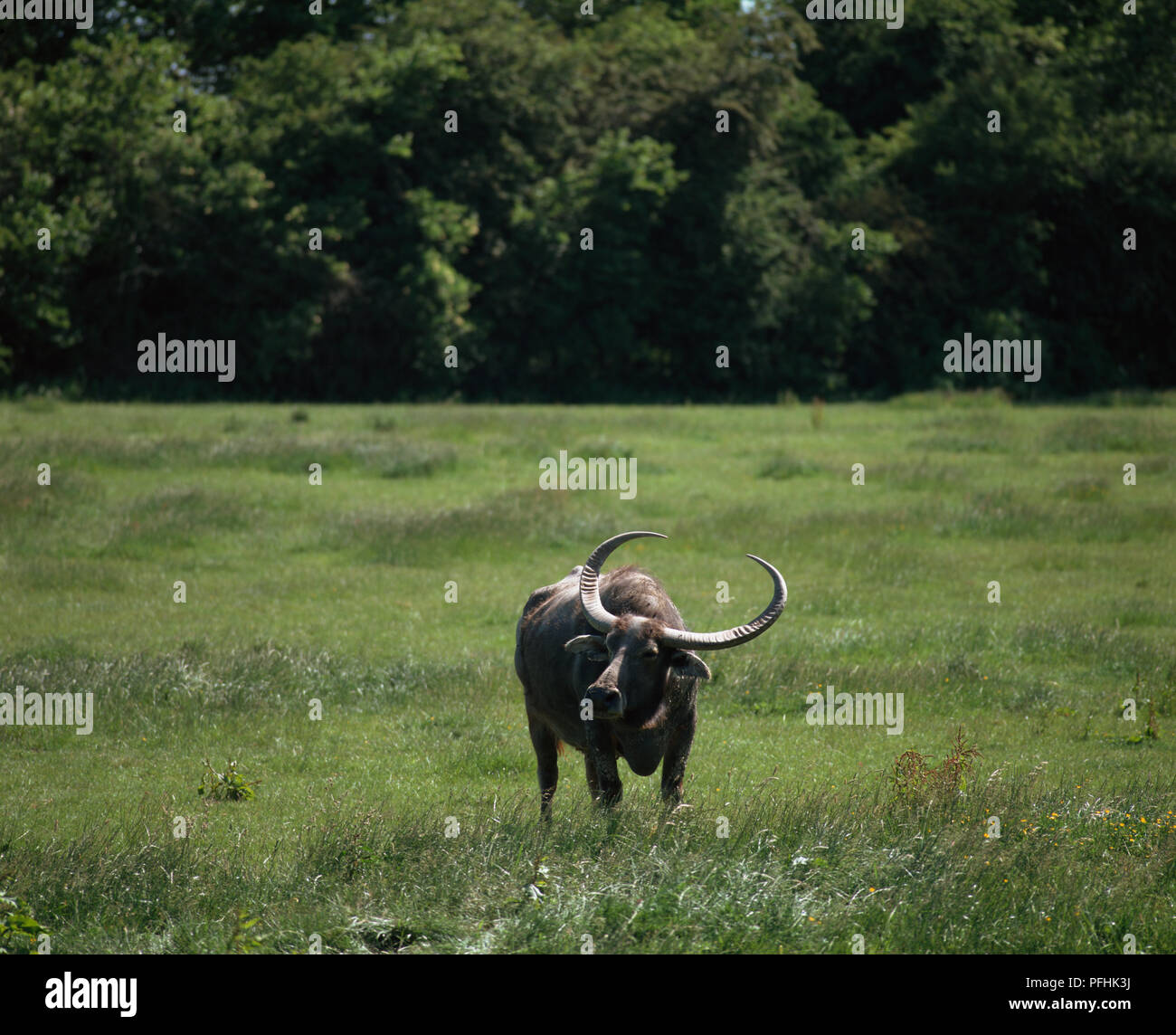 Asian Water Buffalo, Bubalus bubalison grass, front view. Stock Photo