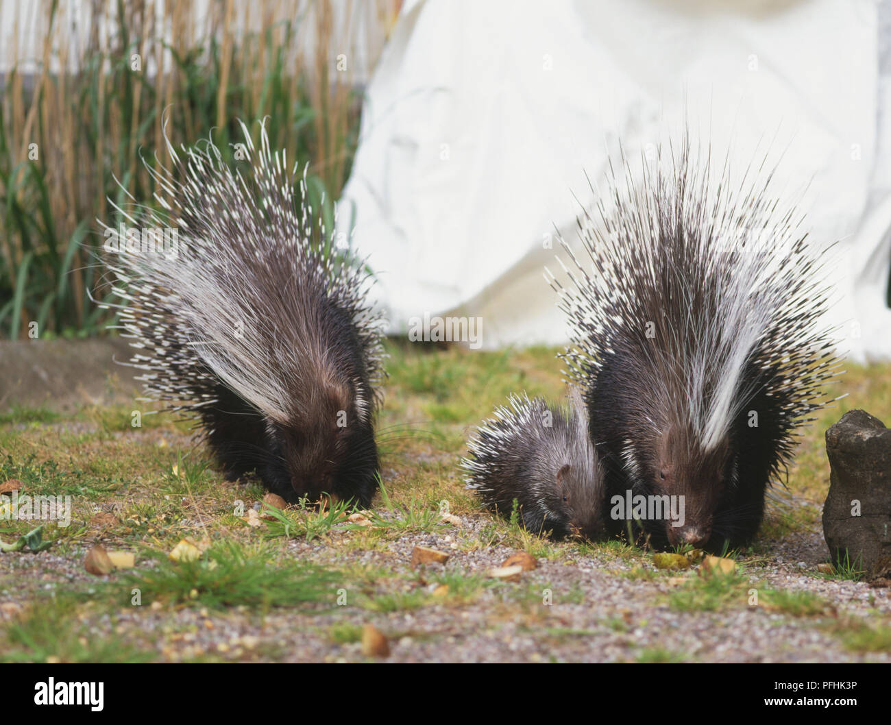 Two crested porcupines with their offspring in garden, front view. Stock Photo