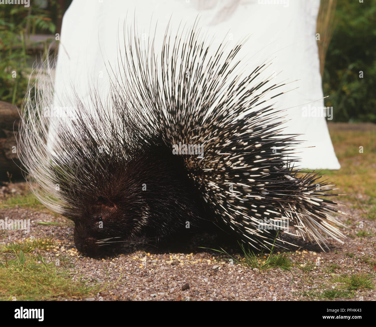 Crested Porcupine, Hystrix cristata, front view. Stock Photo