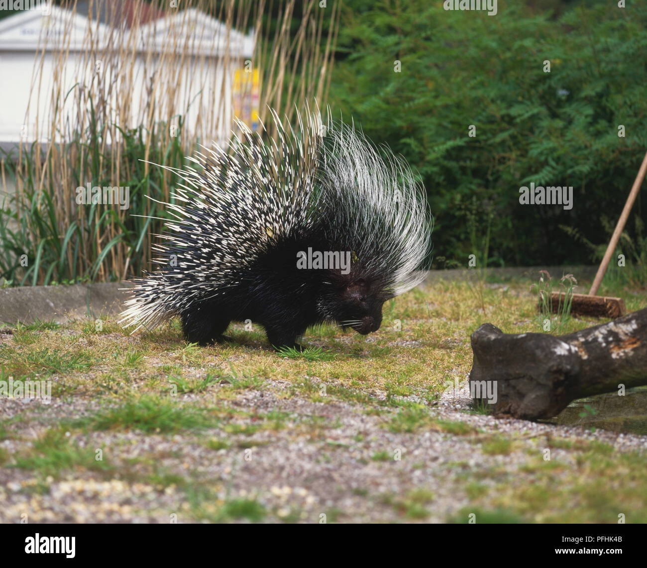 Crested Porcupine, Hystrix cristata, in garden next to broom, side view. Stock Photo