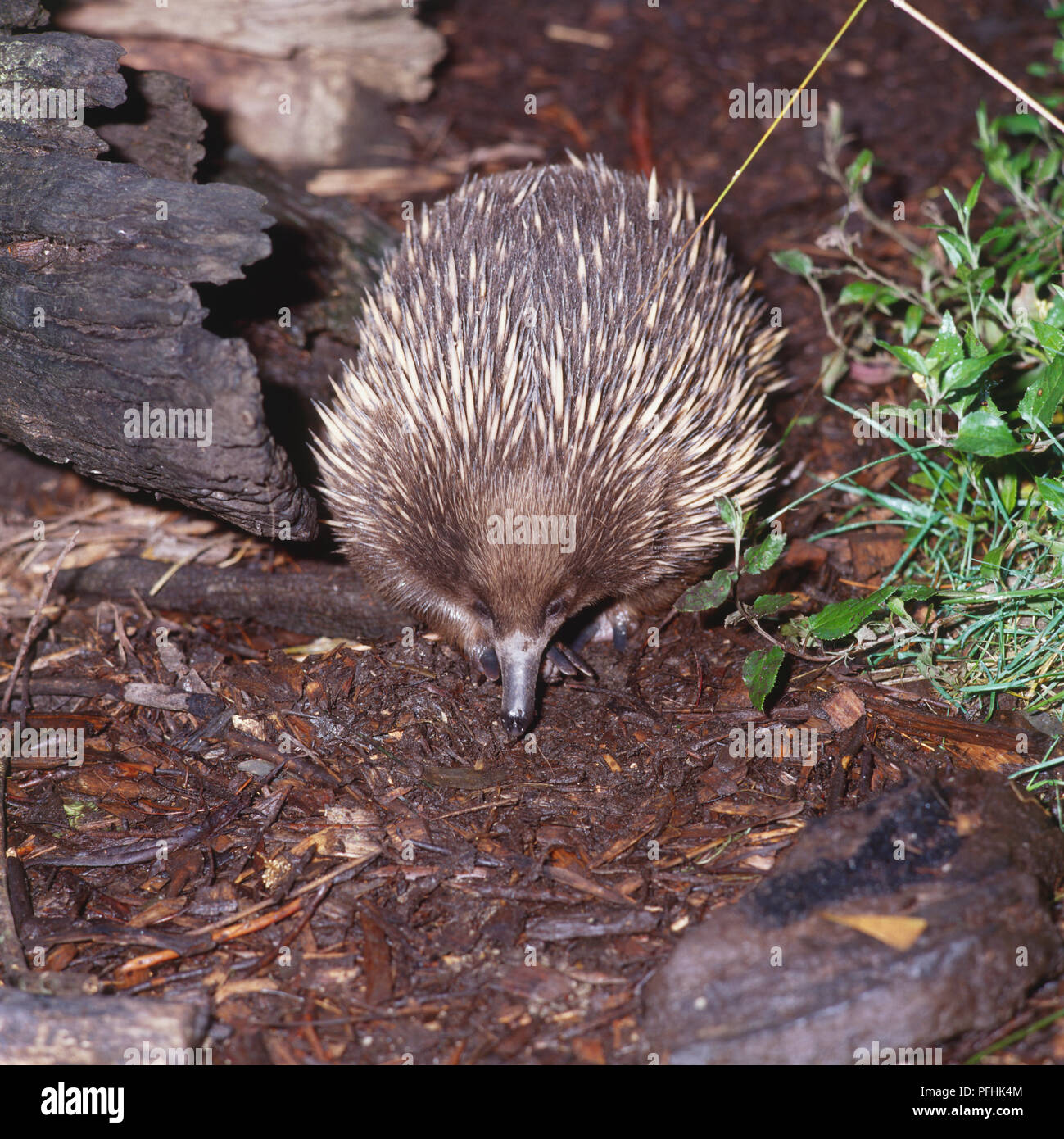 Short-nosed Echidna, Tachyglossus aculeatus, pointing its nose to the ground in forest, front view. Stock Photo