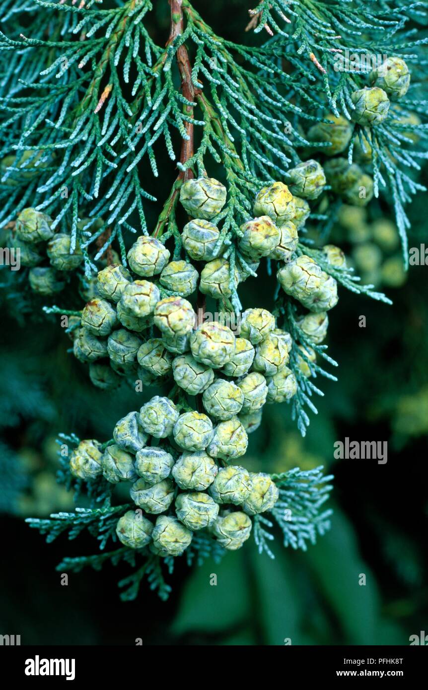 Chamaecyparis lawsoniana 'Glauca', showing abundance of pinecones Stock Photo