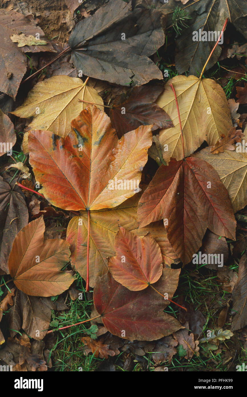 Acer sterculiaceum, fallen bronze, brown and golden yellow autumn leaves, close-up Stock Photo