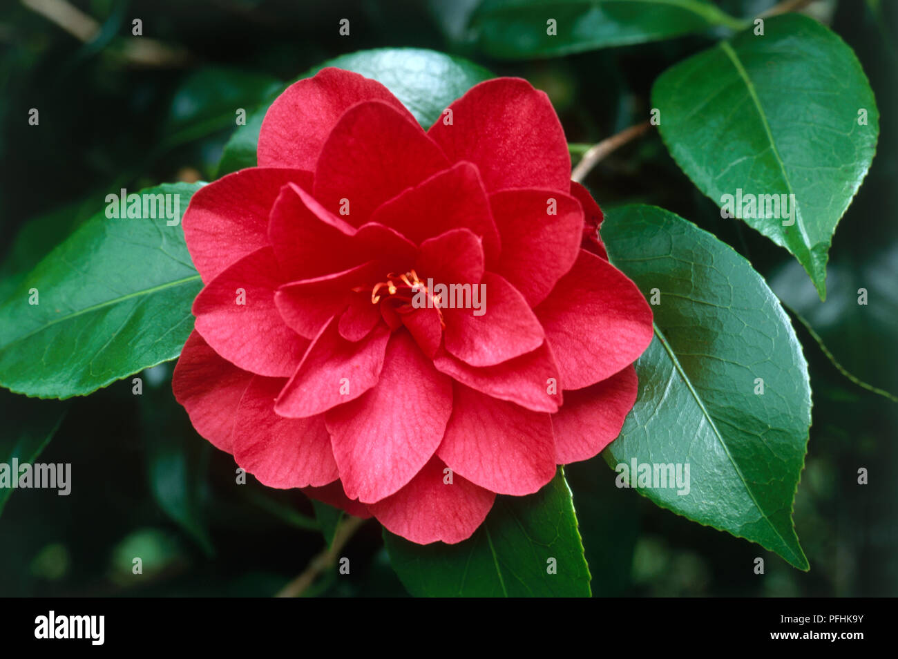 Camellia japonica 'Ace of Hearts' (Japanese camellia), red flower head and evergreen leaves, close-up Stock Photo