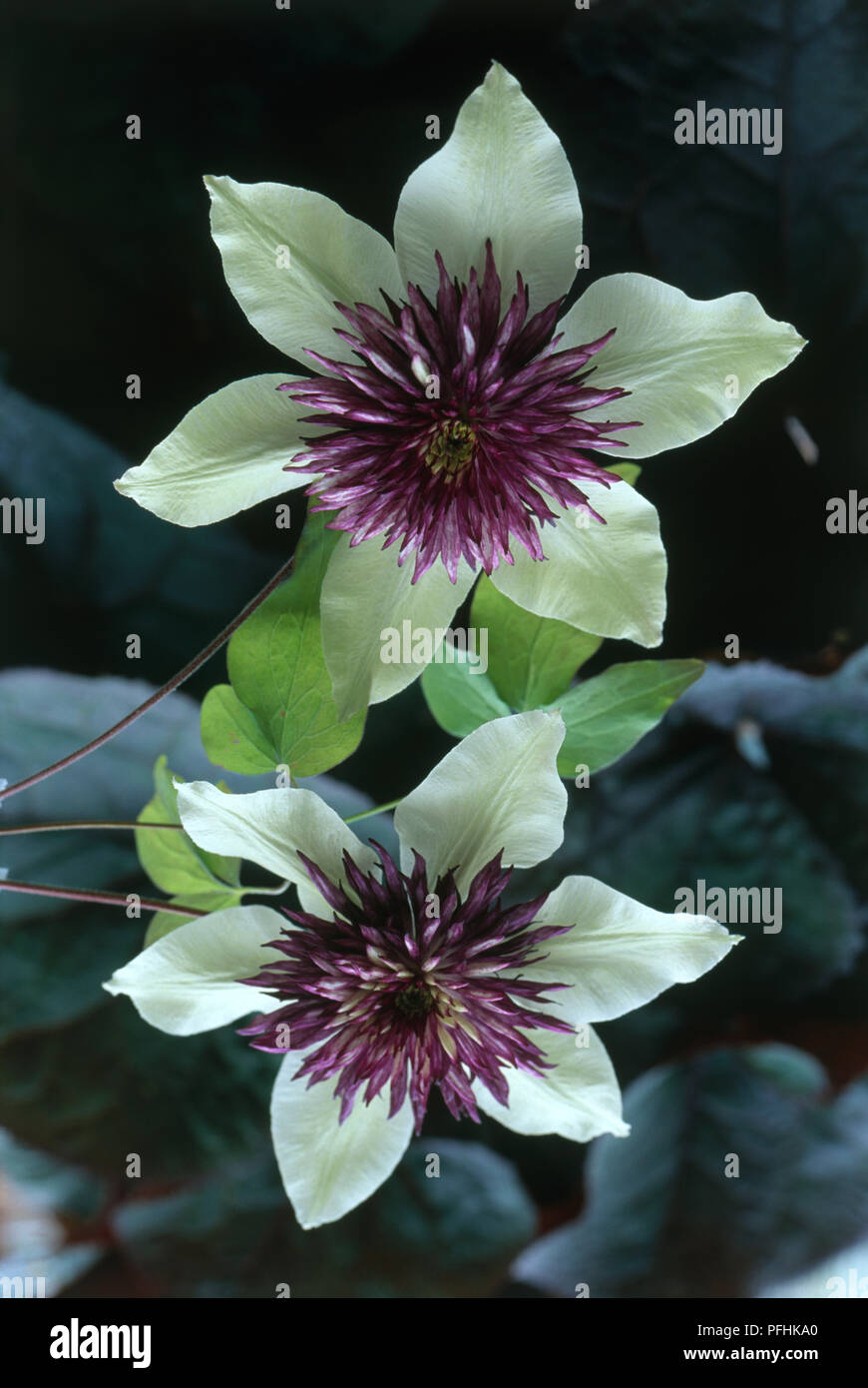 Clematis florida 'Sieboldii', two purple and pale yellow flower heads, close-up Stock Photo