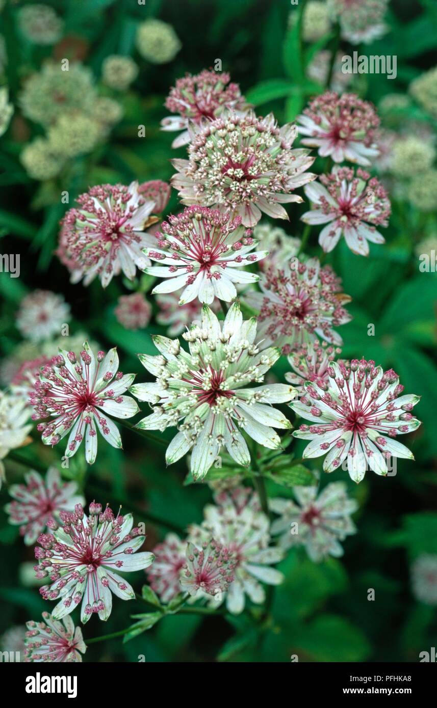 Astrantia major (Great masterwort), red and white flowers with prominent stamens, close-up Stock Photo