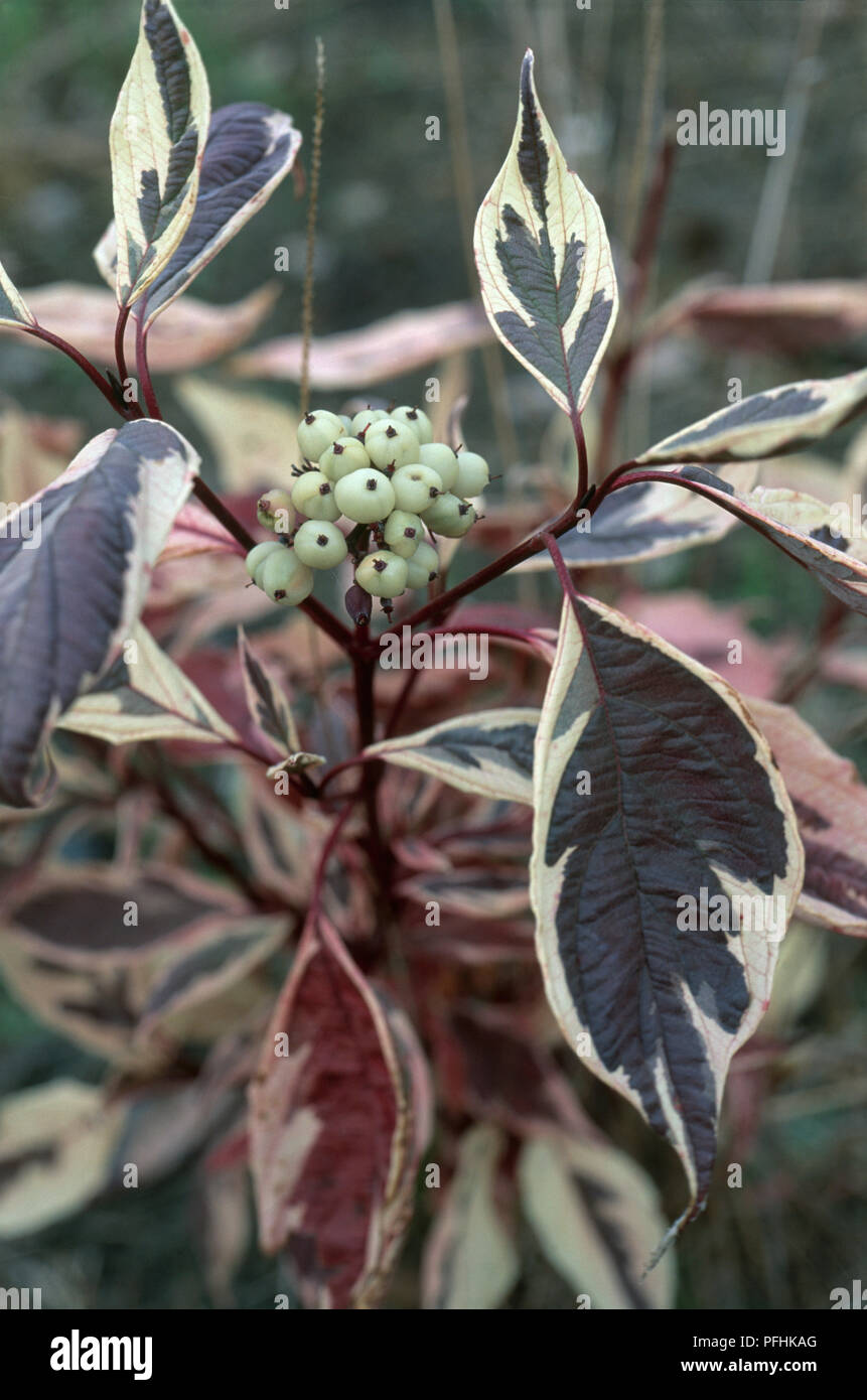 Cornus alba 'Variegata' (Siberian dogwood), showing bunch of autumn berries  and variegated leaves, close-up Stock Photo - Alamy