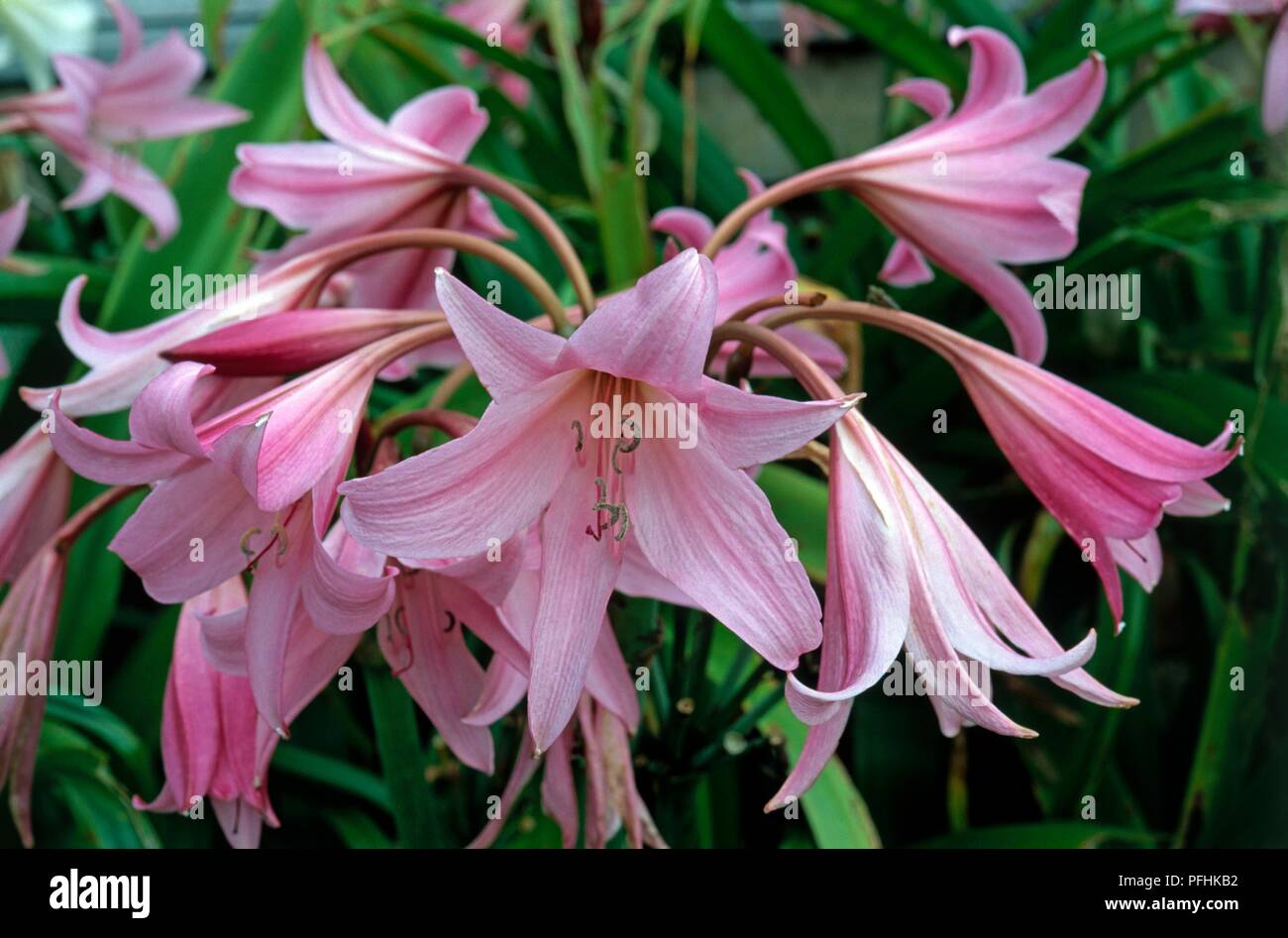Crinum x powellii, showing pink flowers on drooping stems, close-up Stock Photo