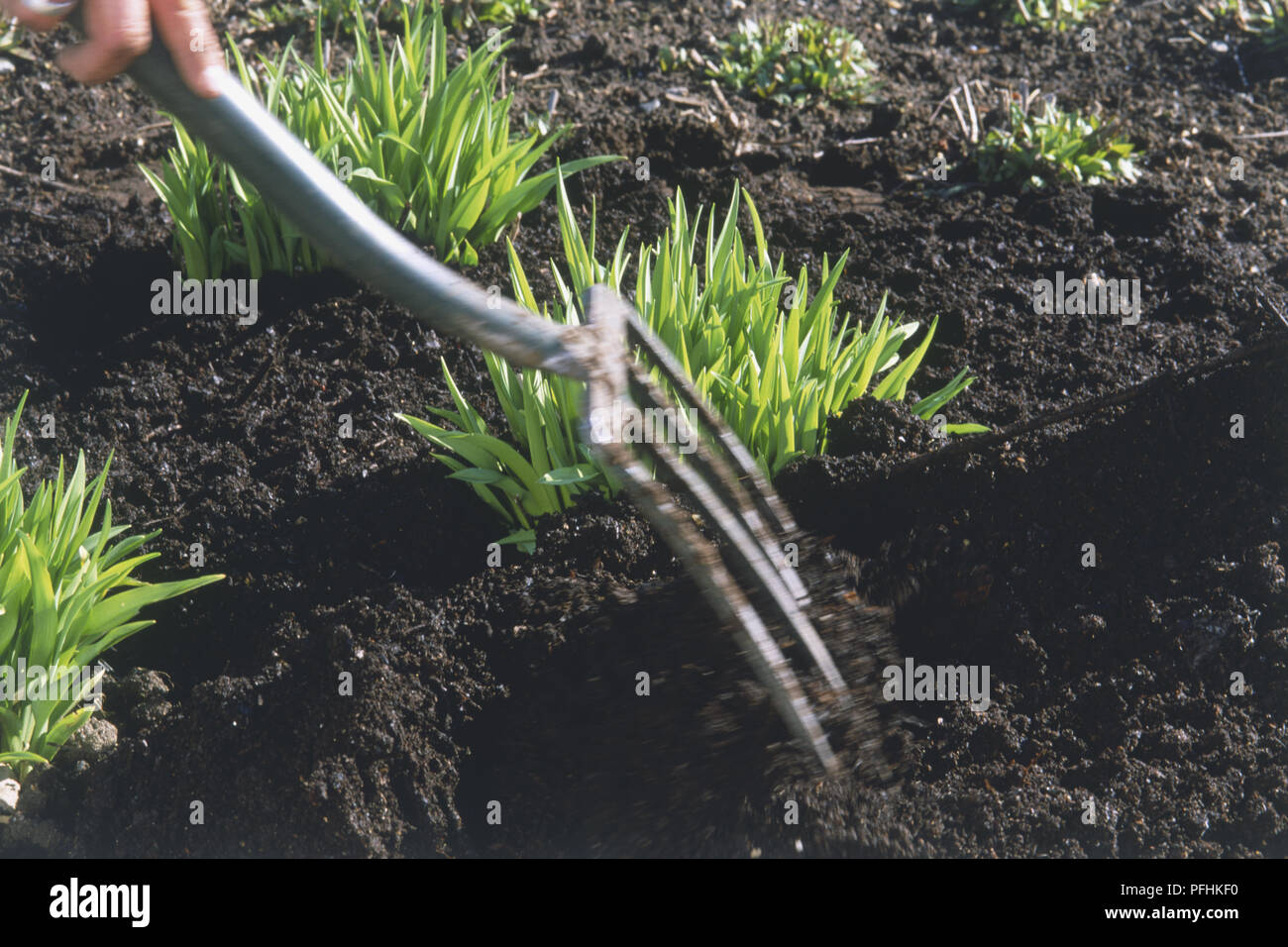 Using A Garden Fork To Add Compost To Soil Stock Photo 216132756