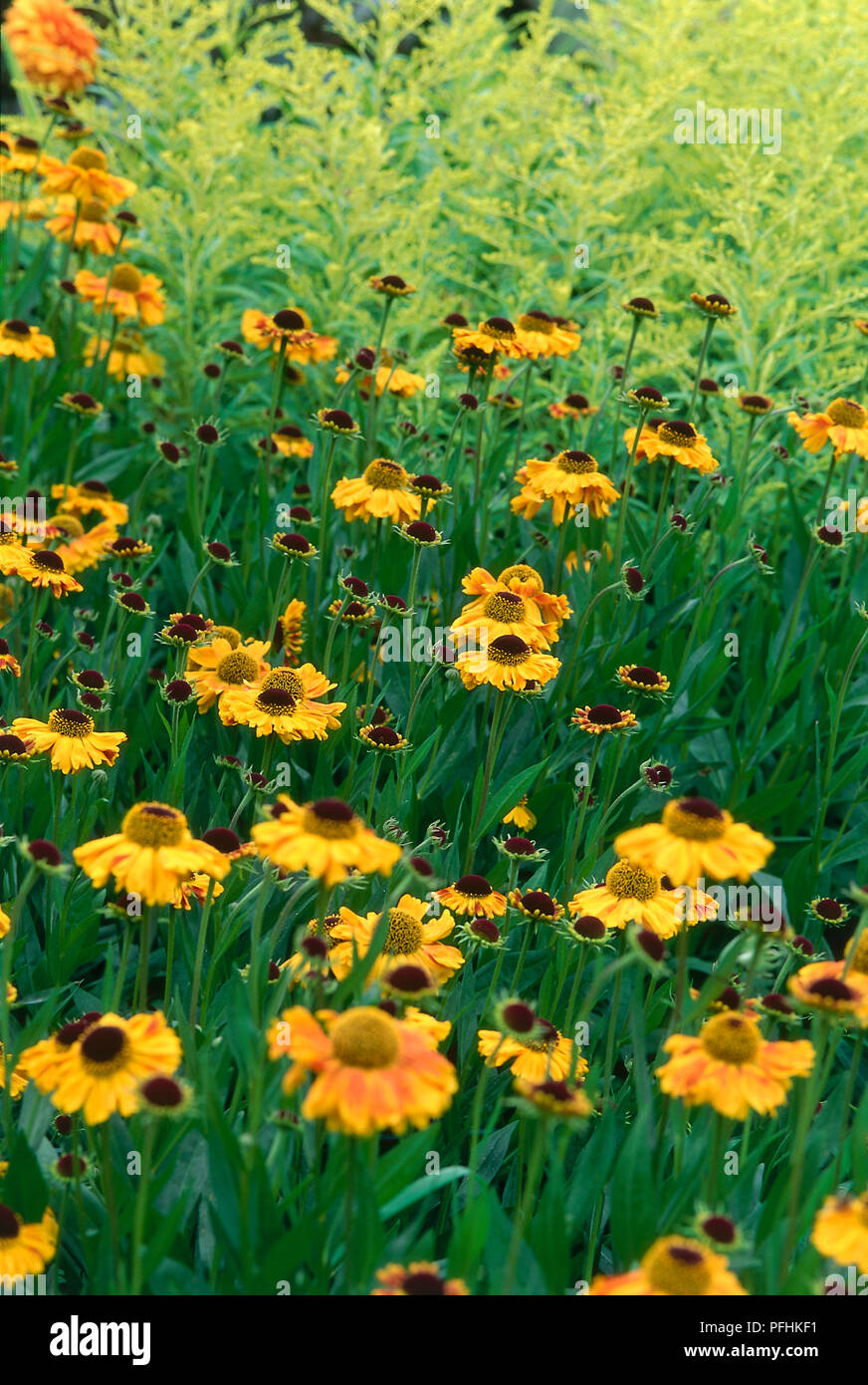 Helenium or 'Wyndley', Solidago or 'Goldenmosa', Helen's Flower and Aaron's Rod growing in field. Stock Photo