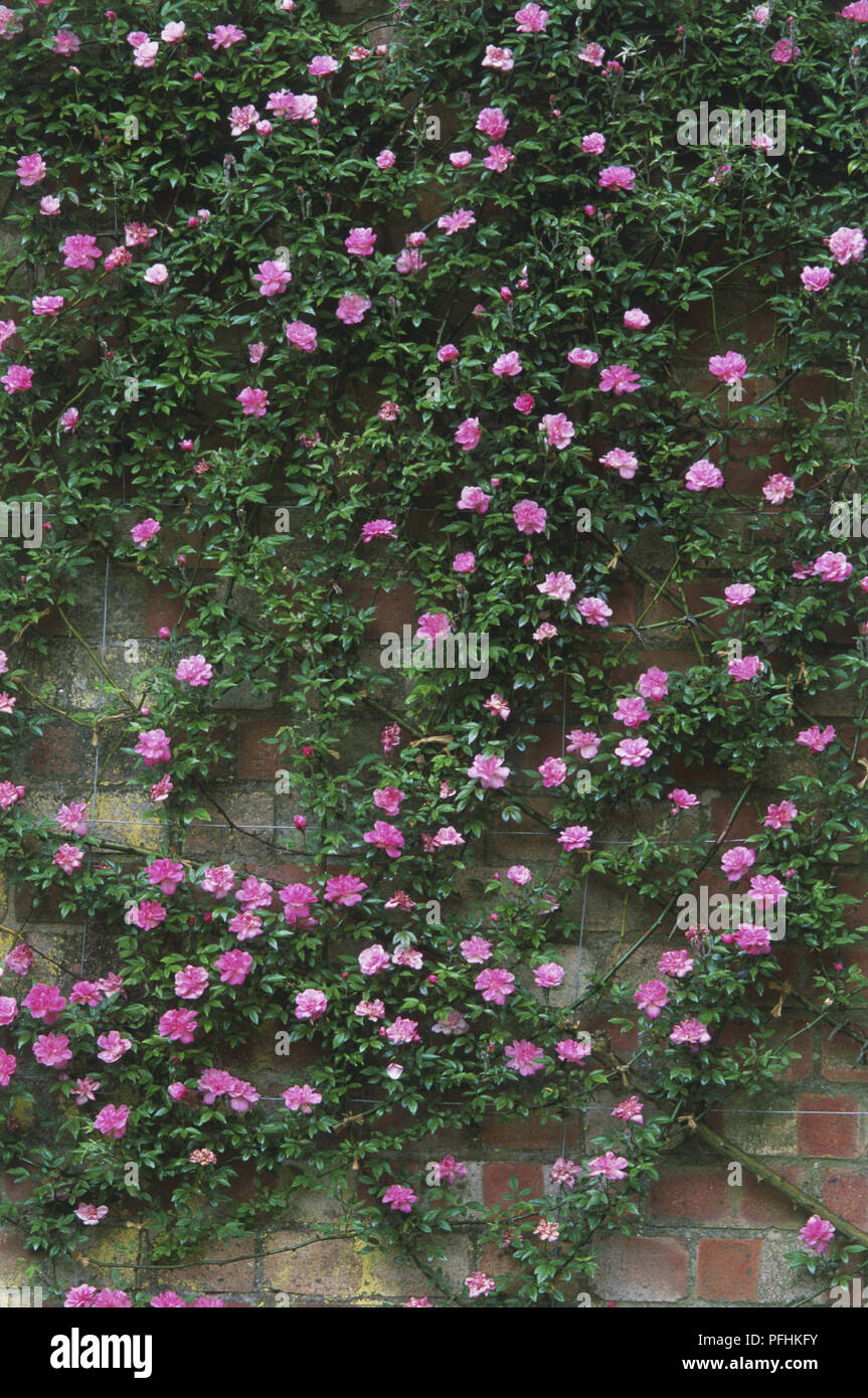 Climbing rose wall hi-res stock photography and images - Alamy