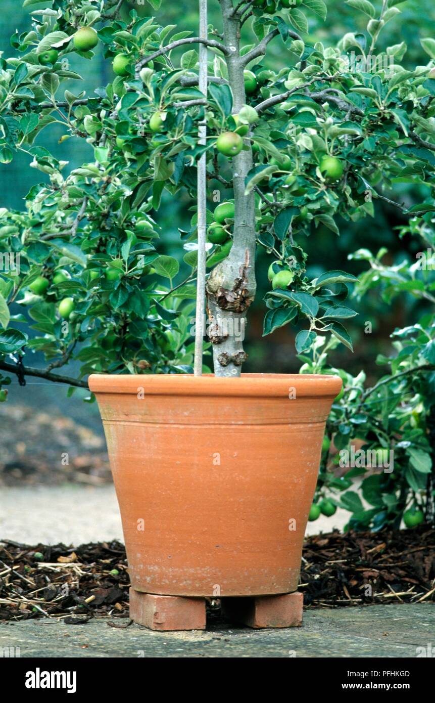Apple Tree Pot High Resolution Stock Photography and Images Alamy