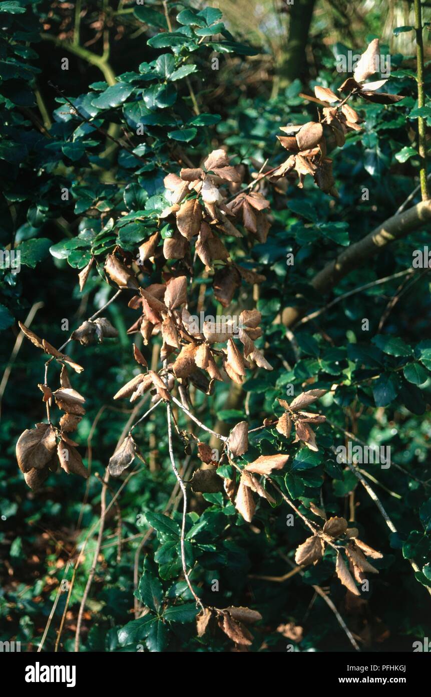 Shrub showing green leaves and frost damaged brown leaves Stock Photo