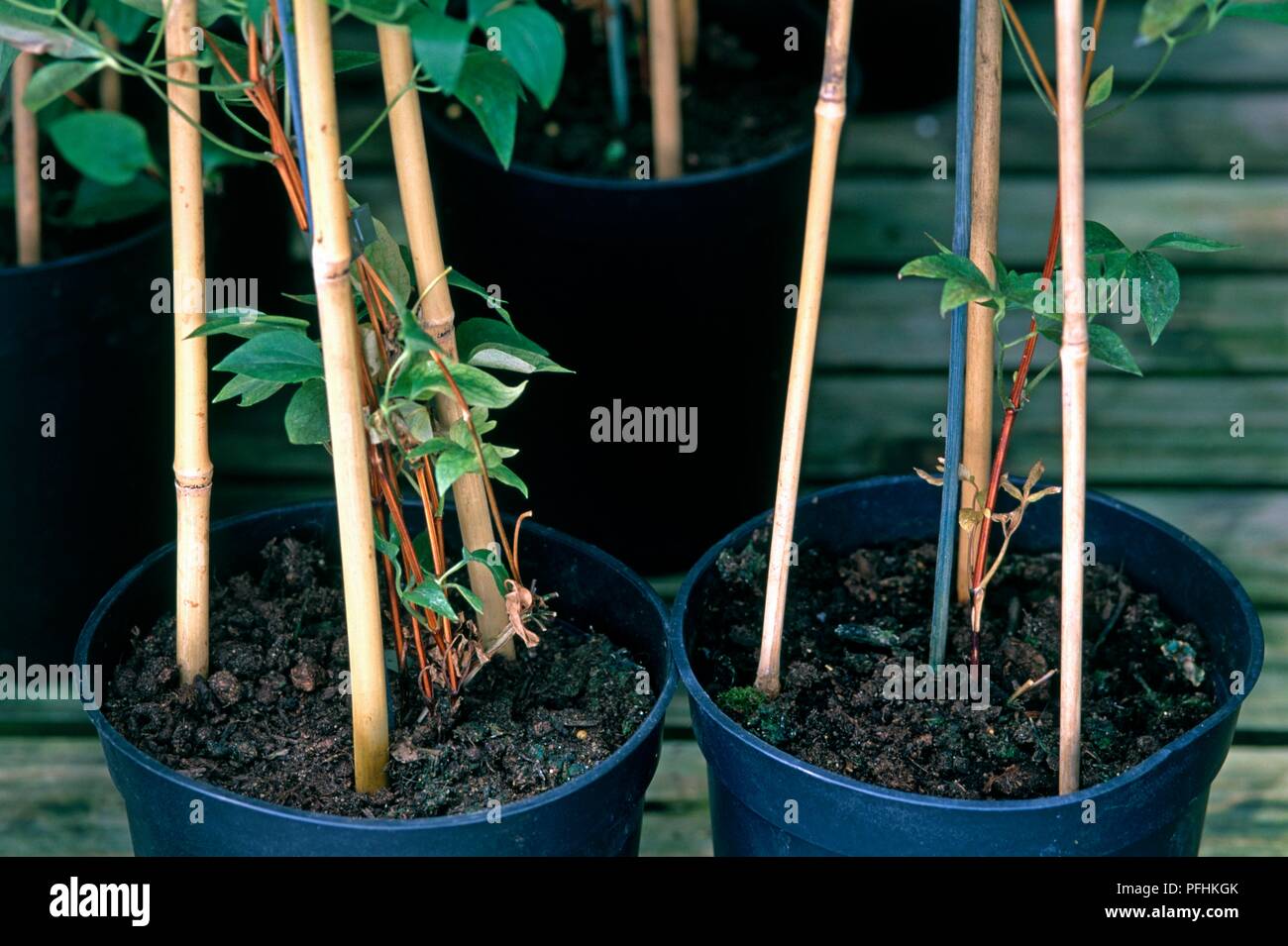 8 the vase life of anthuriums is Anthurium Maroon (Nero)