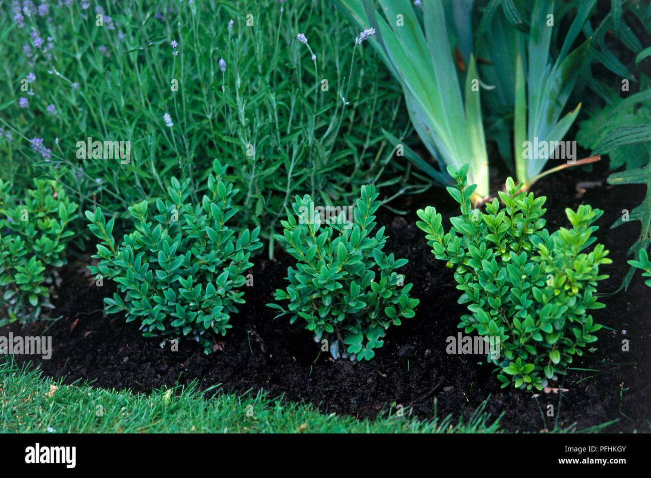 Buxus hedge plants growing in compost in flower bed Stock Photo Alamy