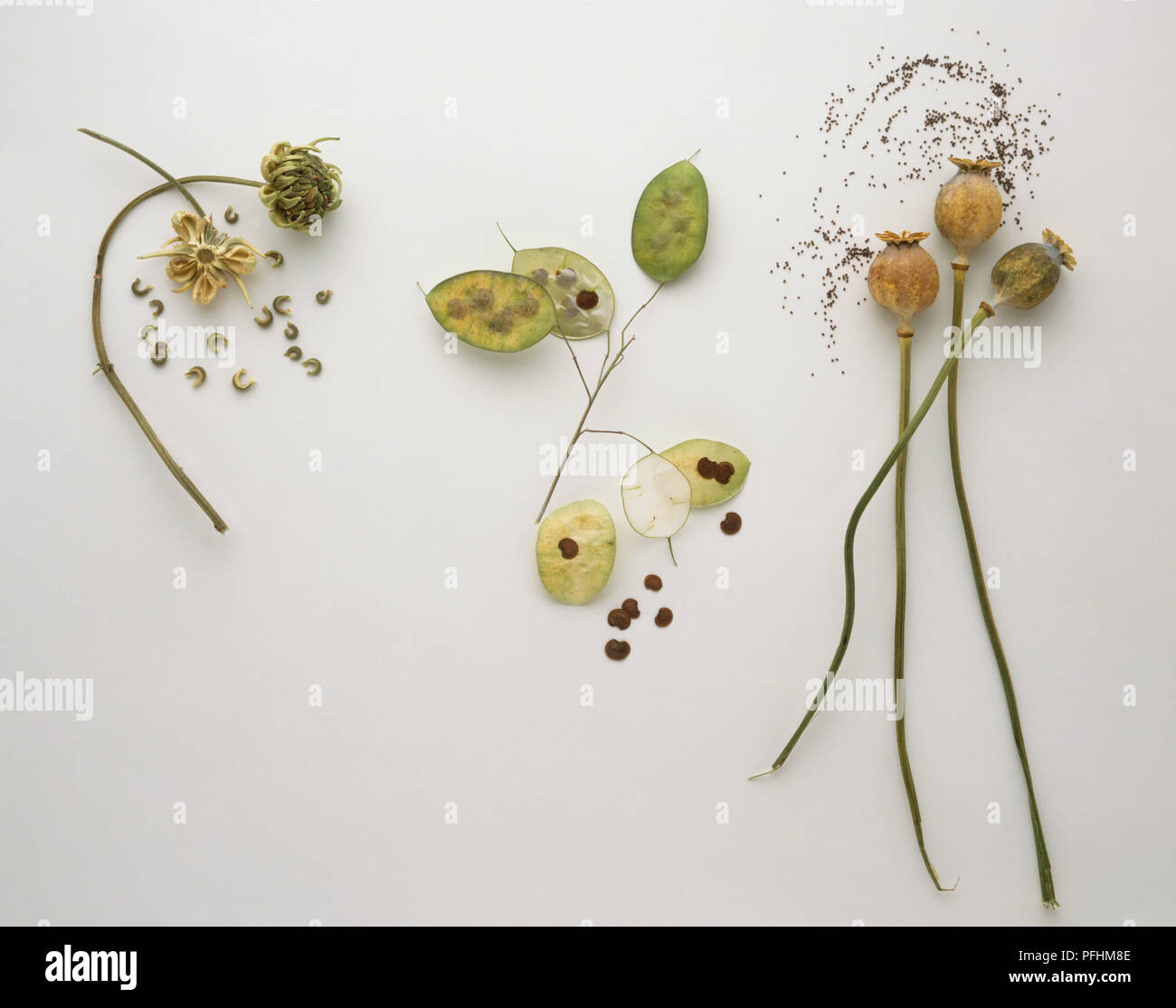 Papaver, Poppy heads and tiny black seeds, Lunaria annua, Honesty, green with brown seeds, Calendula, Marigold flowerheads and scaterred semi-circular seeds. Stock Photo