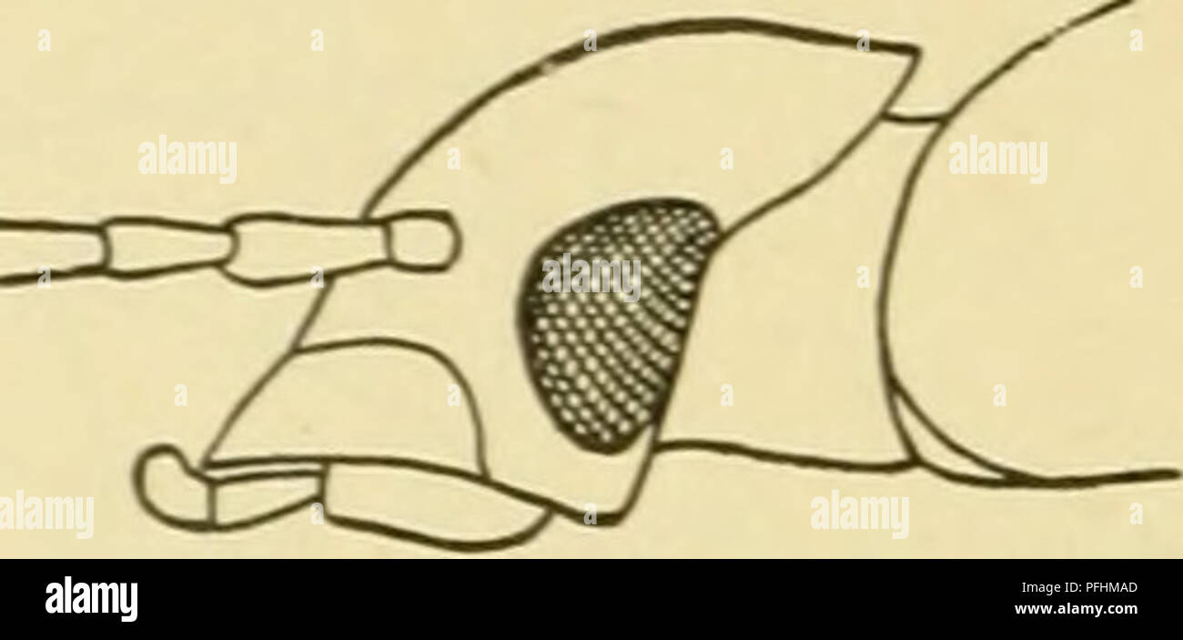 The Publication Presents A Detailed Examination Of Beetles In Denmark s the-publication-presents-a-detailed-examination-of-beetles-in-denmark-s