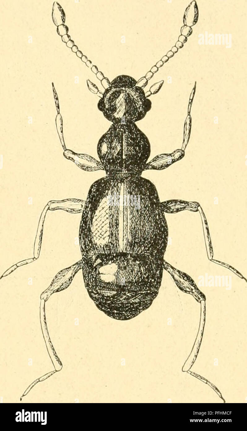 . Danmarks fauna, Biller. Beetles. 31 Midtfure, der bagtil passerer en Midtgrube, og med 2 Sidefurer, der bagtil udmunder i en Grube; de 3 Gruber indbyrdes forbundne ved en Tvær- fure. Vingedækkerne stærkt hvælvede, med af- satte Sidedækker. Bag- kroppens 1. frie Rygled mindst dobbelt saa langt som 2., fortil med 3 Gruber, adskilte ved 2 kraftige Længdelister. 1. Bugled meget kort, kor- tere end Baghofterne. Laarene lange, køllefor- mede, indsnørede foran Spidsen. Fødderne med 2 ulige lange Kløer. 1. B. venustus Rei- chenb. (Fig. 11). Rødbrun, Bagkroppen og ofte Hoved og Pronotum mørkere. Ho-  Stock Photo