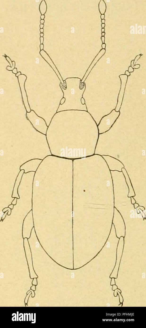. Danmarks fauna, Biller. Beetles. 22 Meget almindelig paa Træer og Buske, især paa Pil, Hassel og Gran. Undertiden skadelig i Haver, især for Hindbær. 2. O. ligustici L. Sort, Oversiden temmelig tæt beklædt med brunlige, noget metalskinnende, aflange Skæl. 2. Svøbeled meget længere end 1. Laarenes Tand svag, Baglaarenes oftest utydelig. Snuden noget læn- gere end bred, i Midten temmelig stærkt indsnævret, med tydelig Læng- .demidtkøl. Pronotum vortet. Vinge- dækkerne jævnt kornede. Længde 10—12 mm. Temmelig almindelig paa lavere Planter. 3. O. t ristis Scop. (nigrita Fabr.). Sort, Vingedækker Stock Photo