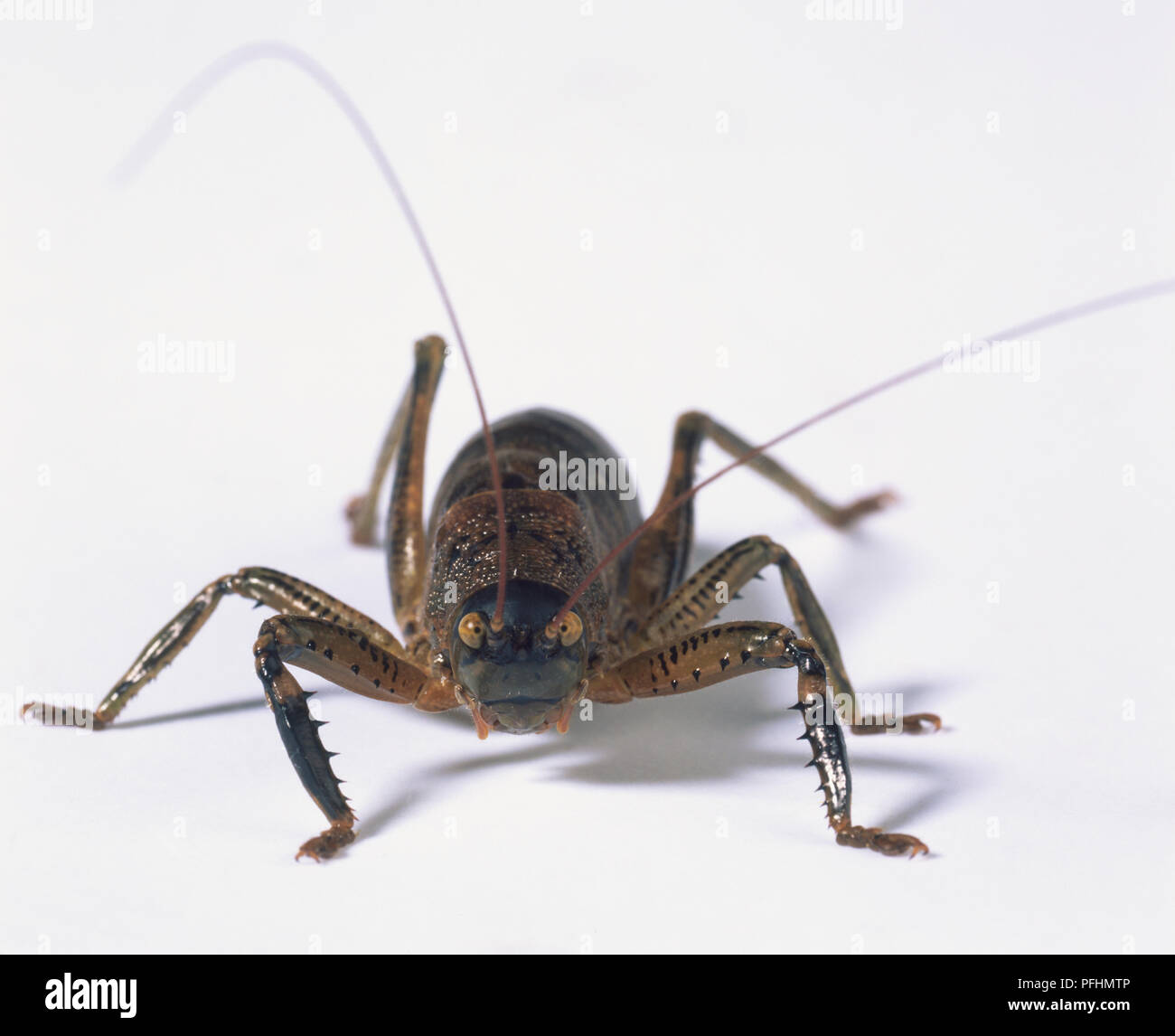 Brown Cricket (Orthoptera), front view, close up. Stock Photo