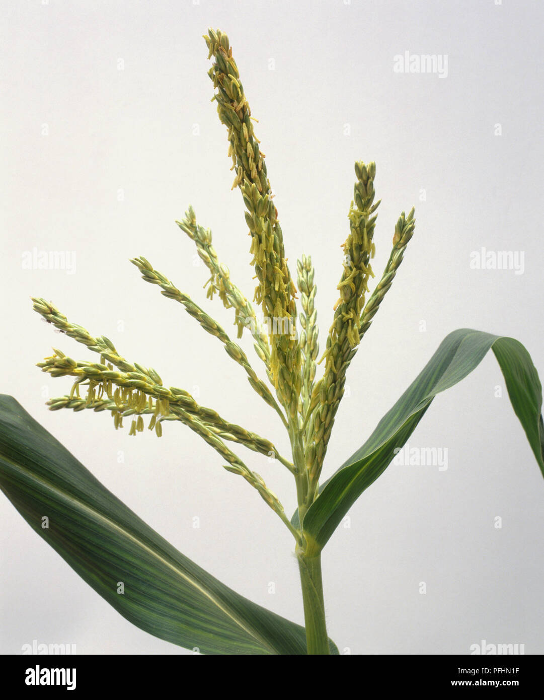 Corn tassels hires stock photography and images Alamy