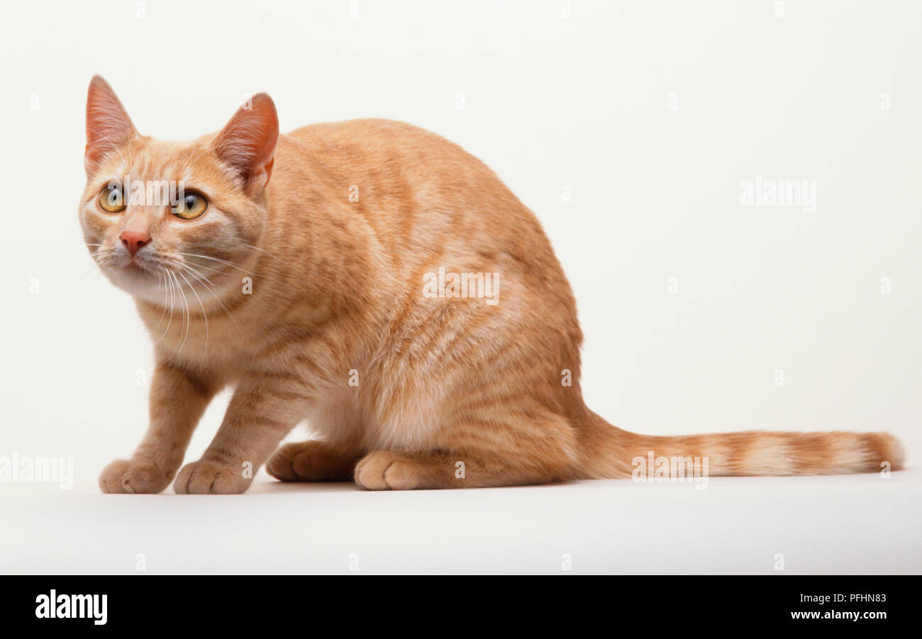 tan cat
