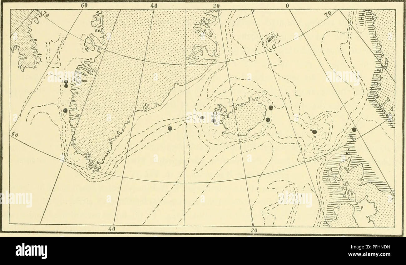 . The Danish Ingolf-expedition. Marine animals; Marine animals; Hydrography; Hydrography; Scientific expeditions. HVDROIDA II 65 mobile sarcothecse. The hydrocladia are divided by transverse nodes into internodia of which normally every second one bears one or two unpaired sarcothecse in the median line, the alternate ones having a small hydrotheca with a snpracalycine pair of sarcothecse at the month, and an unpaired median sar- cotheca on the proximal part of the internodium. The hydrotheca is about '/s to &quot;, the length of the internodium, and is on one side entirely fused therewith. Th Stock Photo