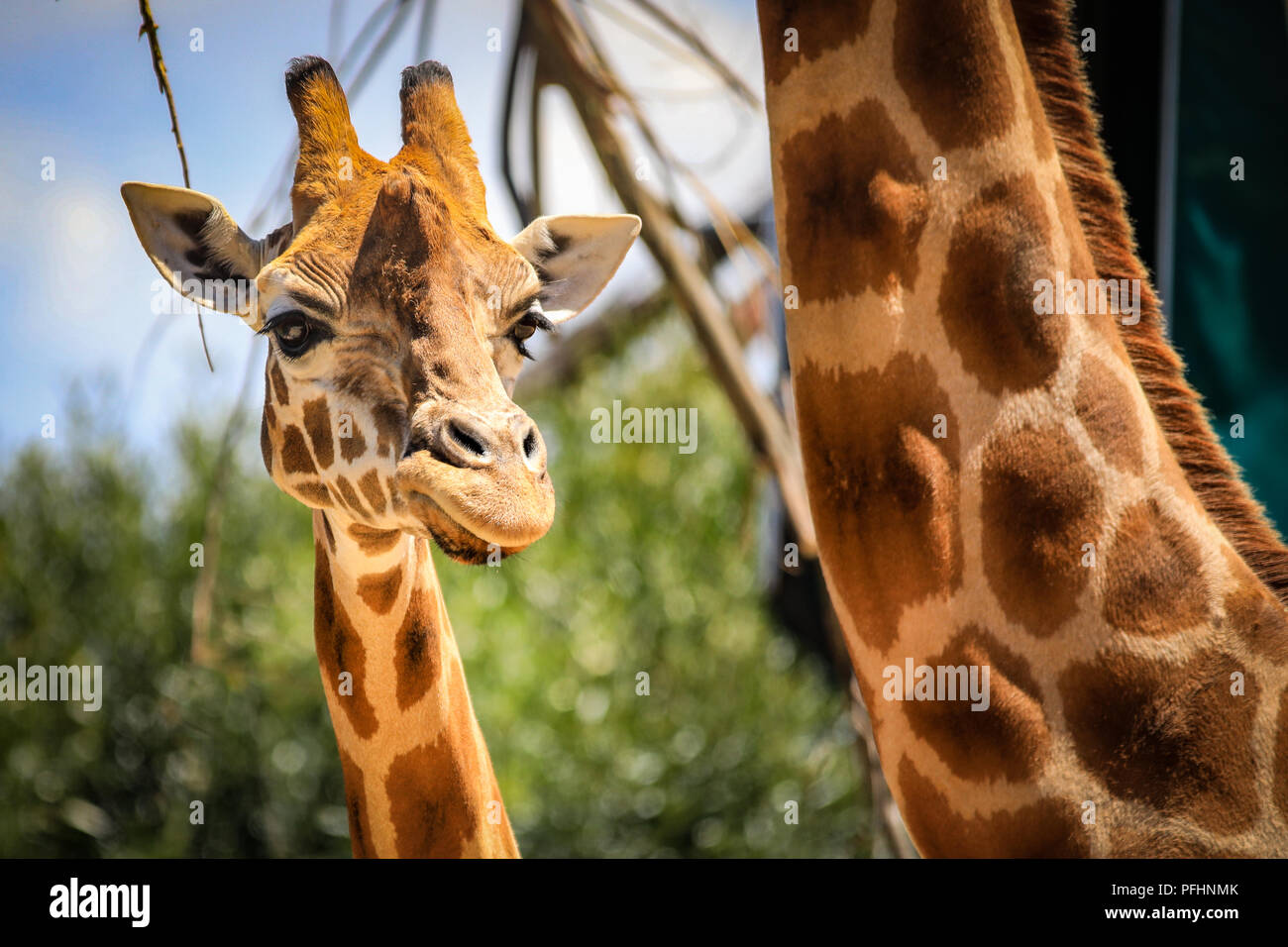 Close up of Giraffe Stock Photo