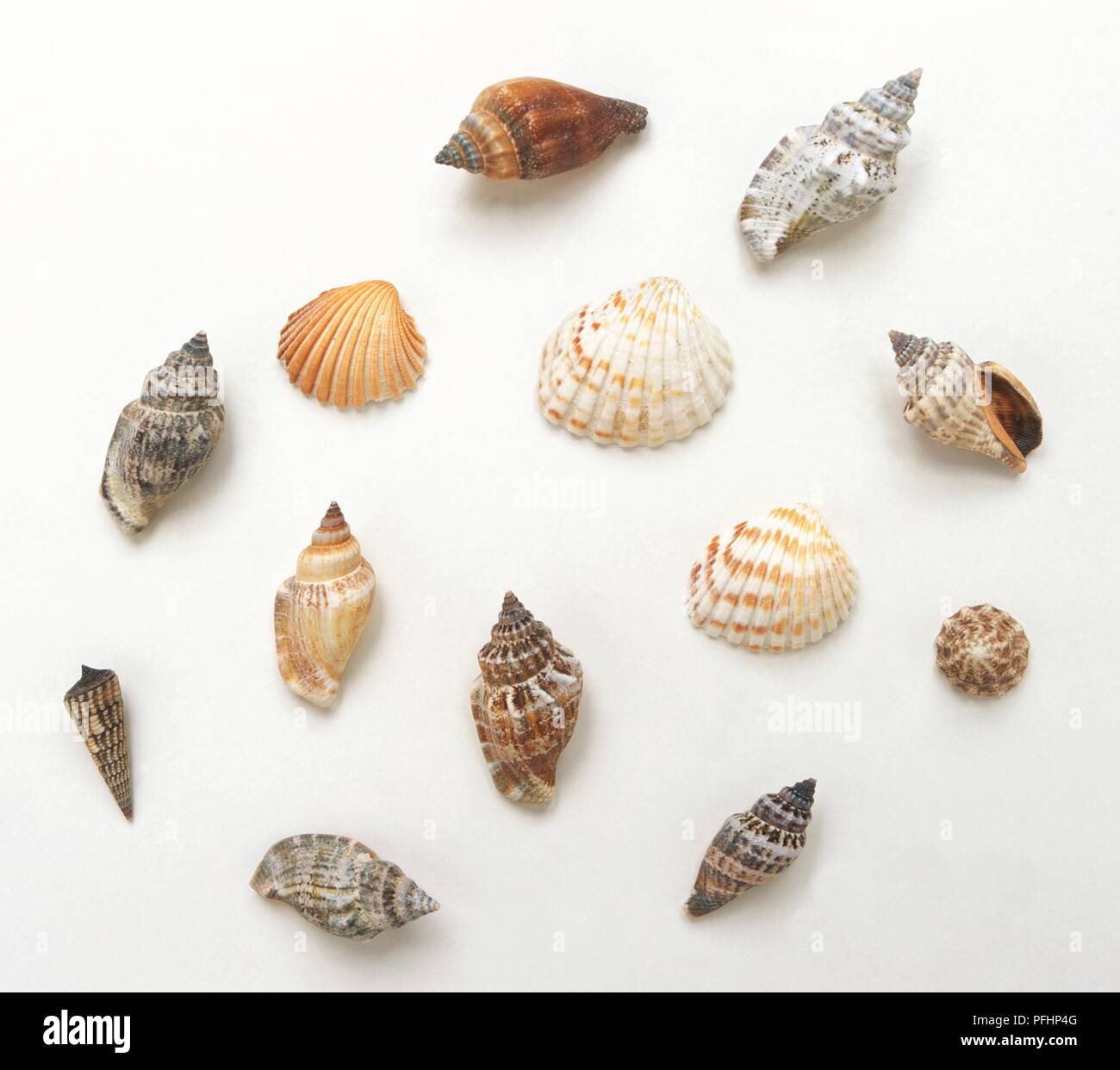 Large group of small shells of various shapes Stock Photo