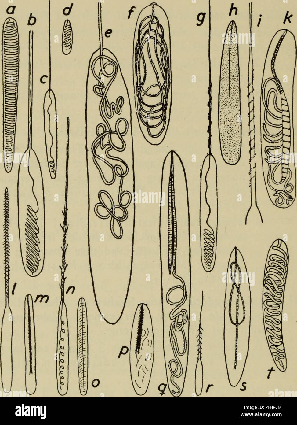 . Danmarks fauna; illustrerede haandbøger over den danske dyreverden... 16. Fig. 2. a—s Nematocyster; a—d Atricher, a, c af Protanthea simplex, b af Cerianthus lloydii, d af Kophobelemnon stelliferum; €, f Holotricher, e af Lophelia pertusa, f af Sideractis glacialis; g—k mikrobasiske Z&gt;-Mastigophorer, g af Stomphia coccinea, h af Actinostola callosa, /, k af Pachycerianthus multiplicatus; /, m mi- krobasiske Amastigophorer, / af Sargartiogeton viduatus, m af Sar- gartiogeton undatus; n, o Basitricher af Octineon suecicum; p—v mikrobasiske p-Mastigophorer, p af Rhodactis sinensis, q af Loph Stock Photo