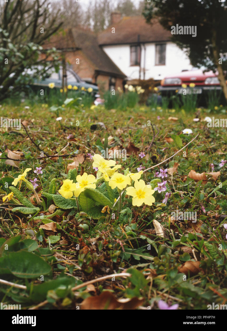 Primula and violets on a field near a house, parked cars Stock Photo