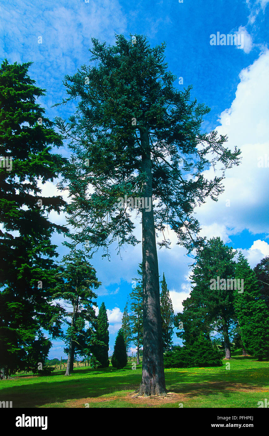 Abies procera (Noble Fir), tall, western North American fir tree surrounded by smaller trees Stock Photo