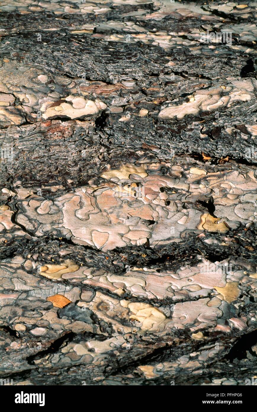 Pinus nigra (European black pine), bark fissured with age, closeup Stock Photo Alamy