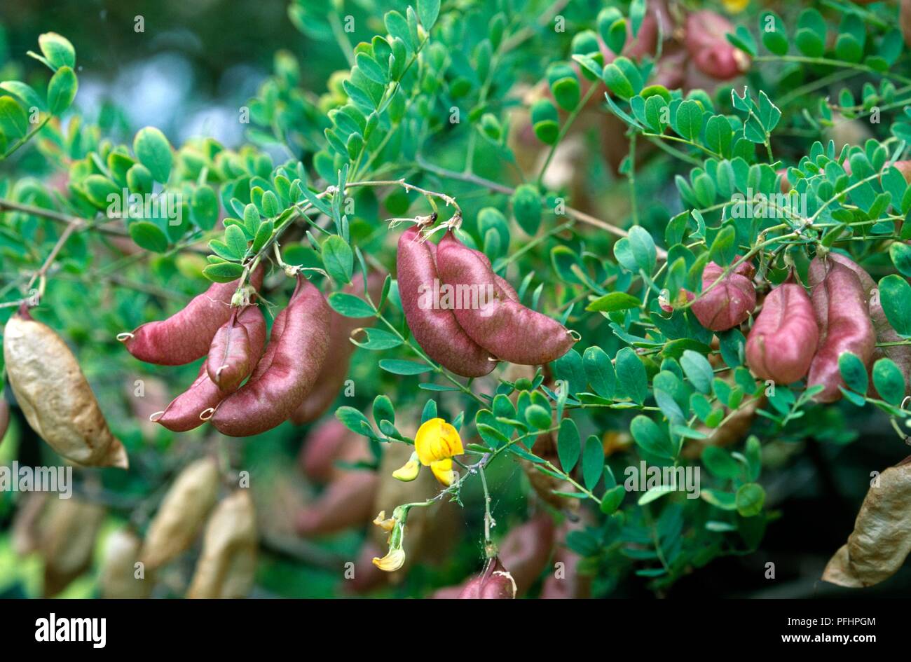 Colutea arborescens (Bladder senna), shrub with red seed pods and green leaves Stock Photo
