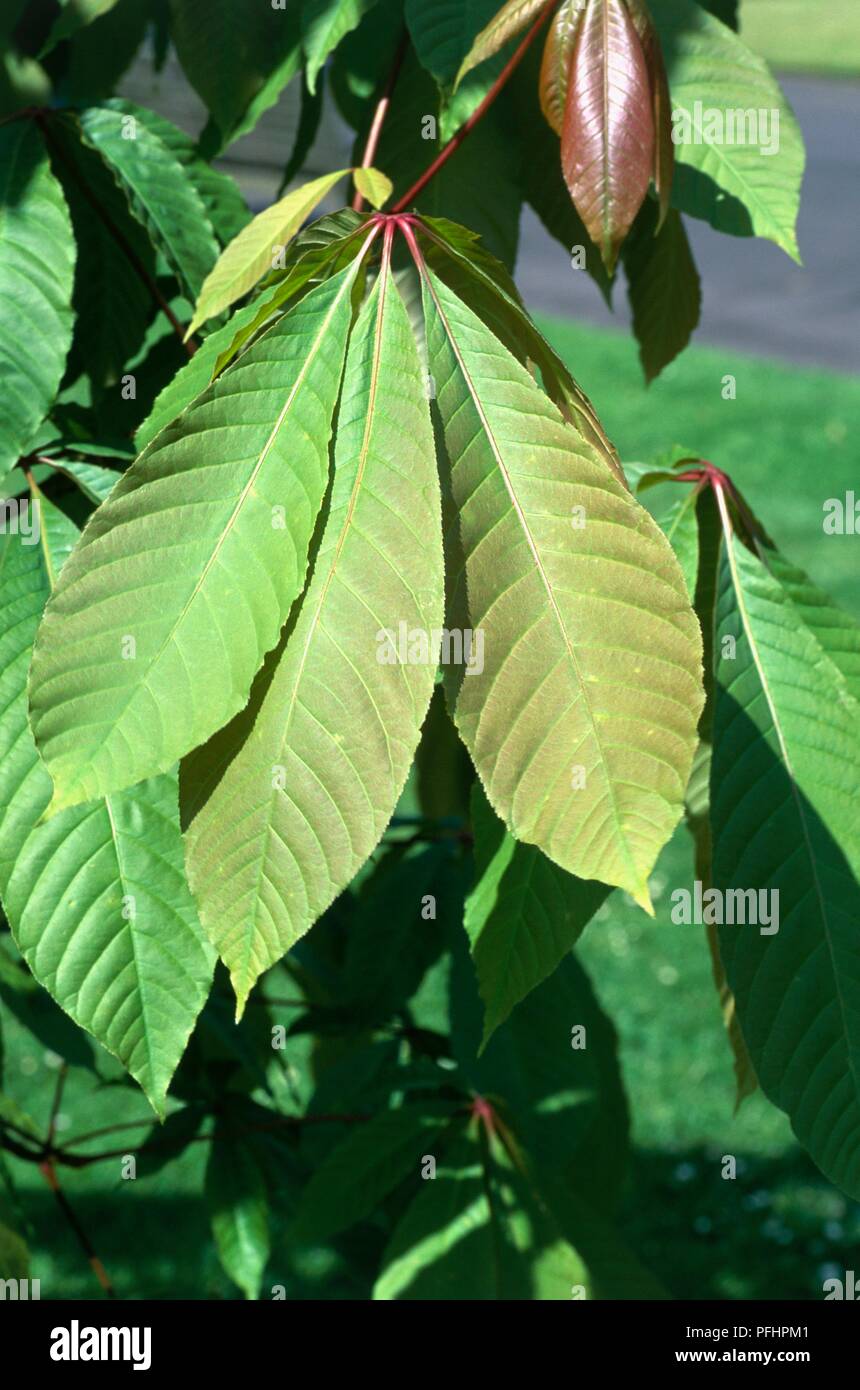 Aesculus indica (Indian horse chestnut), green and red leaves, closeup