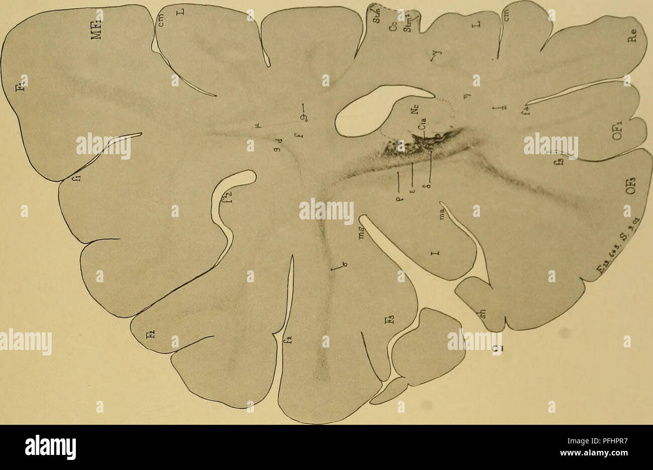 . Denkschriften der Medicinisch-Naturwissenschaftlichen Gesellschaft zu Jena. . Please note that these images are extracted from scanned page images that may have been digitally enhanced for readability - coloration and appearance of these illustrations may not perfectly resemble the original work.. Medizinisch-naturwissenschaftliche Gesellschaft zu Jena. Stock Photo