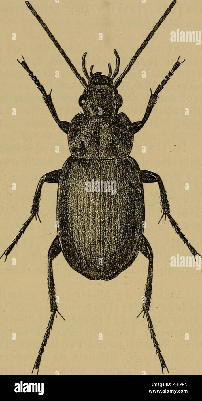 Danmarks fauna; illustrerede haandbøger over den danske dyreverden ...