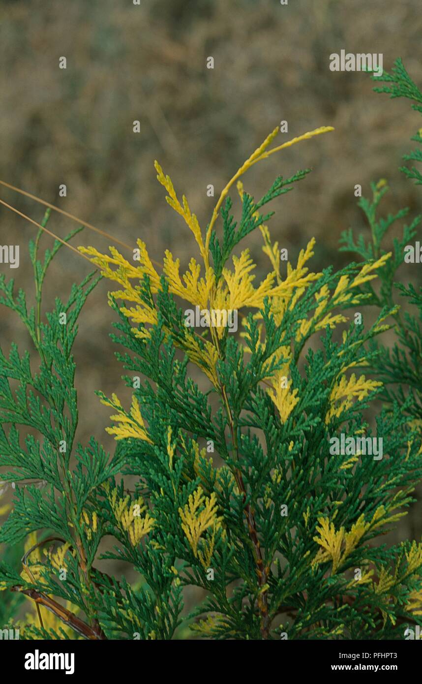 Chamaecyparis lawsoniana 'Handcross' (Lawson's cypress), yellow and green leaves, close-up Stock Photo